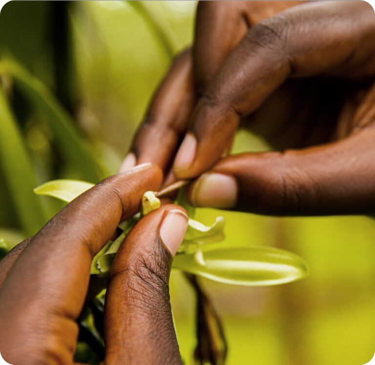 A Ugandan vanilla farmer manually pollinates a vanilla plant.