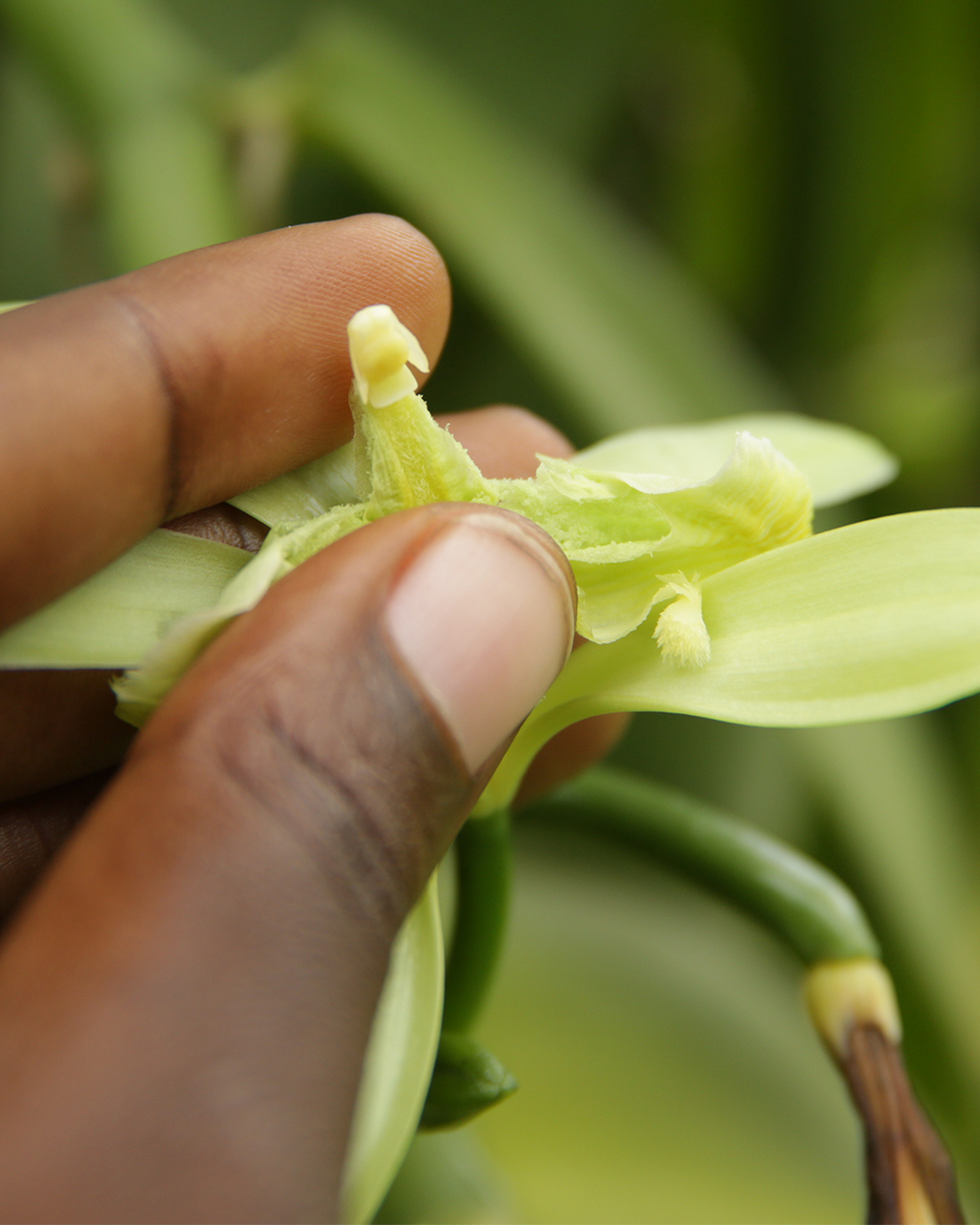 A close up of the Ugandan vanilla plant.