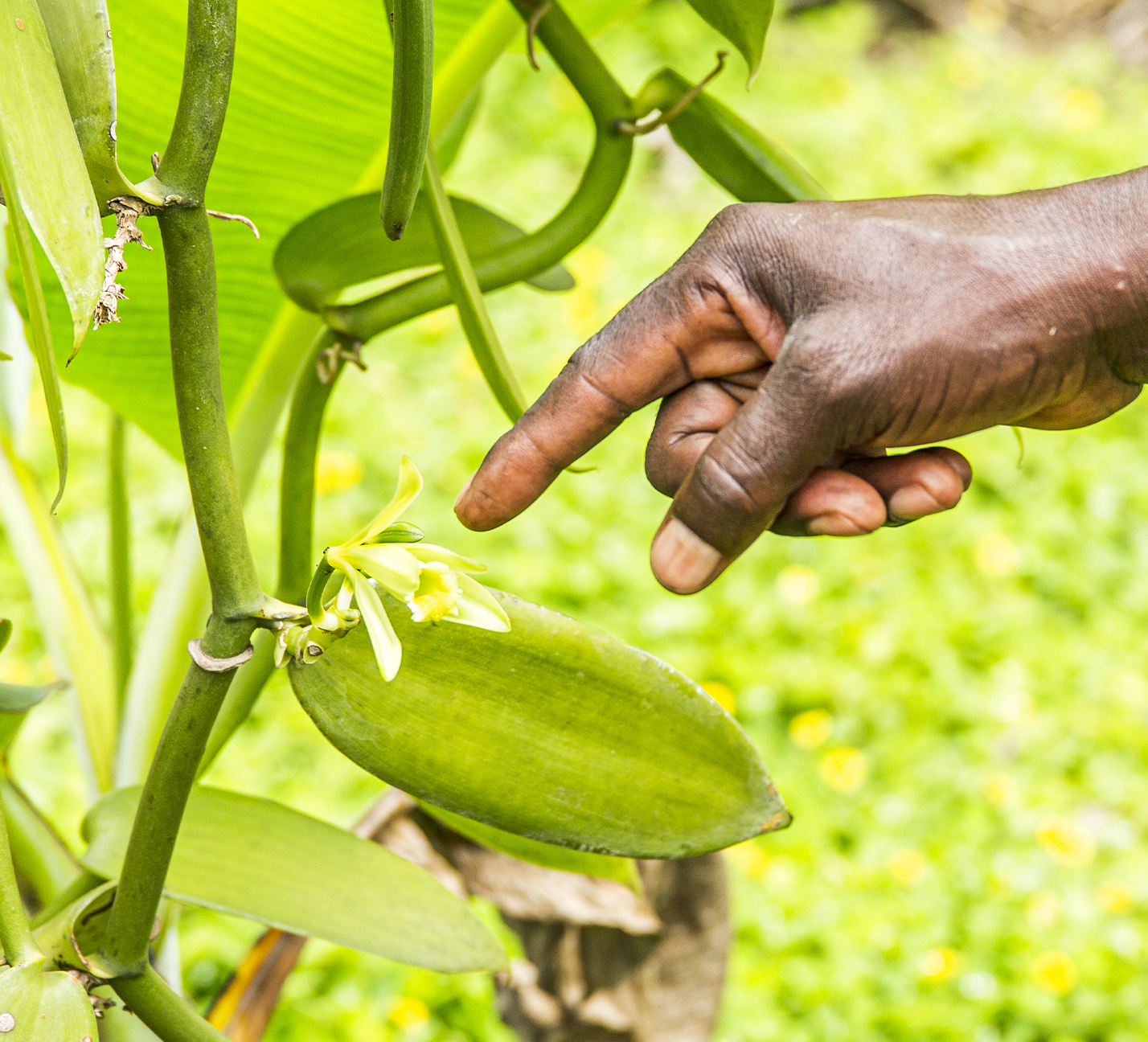 A Ugandan farmer points to a flower on the vanilla plant.