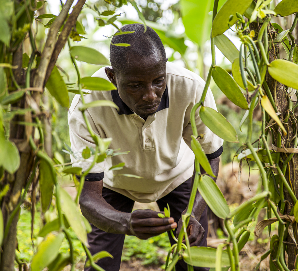 Ugandan farmer checking the vanilla plant.
