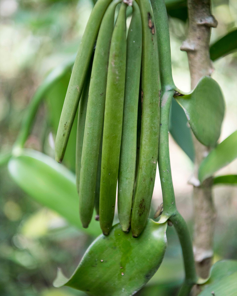 Green pods on a Ugandan vanilla plant.