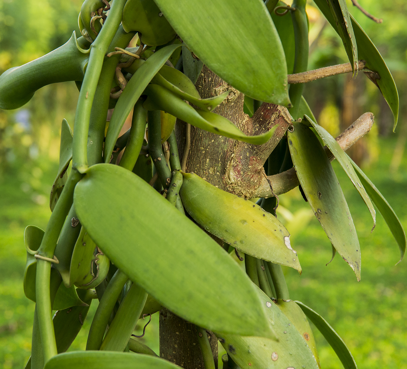Seed pods on an Ugandan vanilla plant.